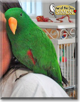 Simon, the Pet of the Day