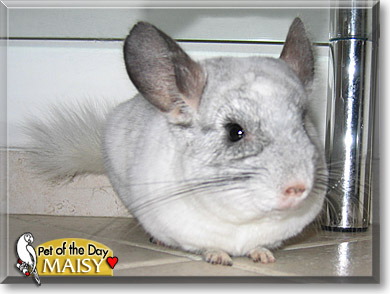 Maisy, the Pet of the Day