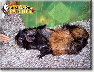 Patches, the Pet of the Day Patches, the Pet of the Day