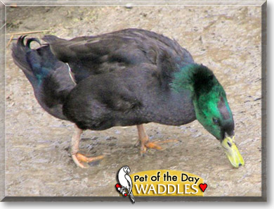 Waddles, the Pet of the Day Waddles, the Pet of the Day