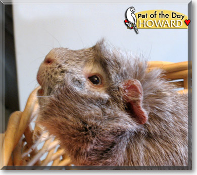 Howard, the Pet of the Day