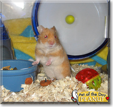 Peanut, the Pet of the Day