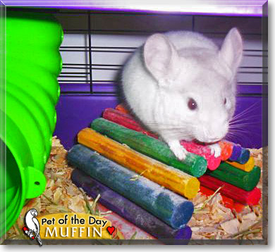 Muffin, the Pet of the Day Muffin, the Pet of the Day