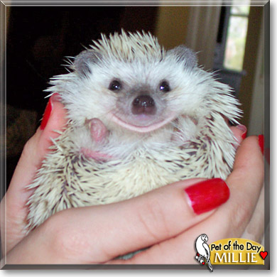 Millie, the Pet of the Day Millie, the Pet of the Day