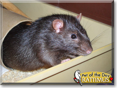Rattimus, the Pet of the Day Rattimus, the Pet of the Day