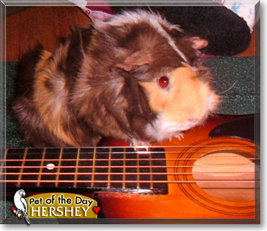 Hershey, the Pet of the Day Hershey, the Pet of the Day