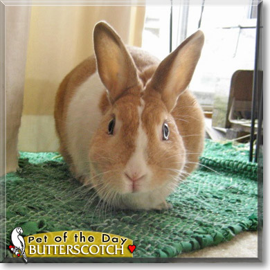 Butterscotch, the Pet of the Day