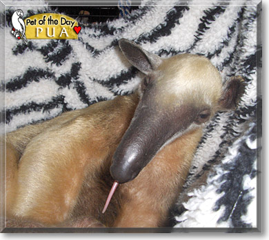 Pua, the Pet of the Day
