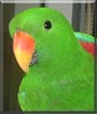 Luigi