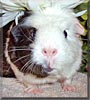 Peanut