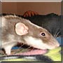 Delilah