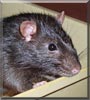 Rattimus