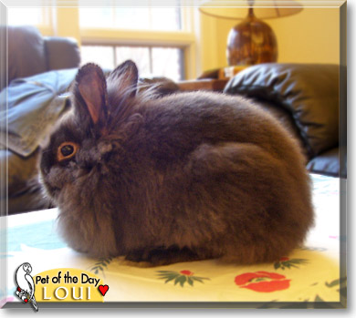 Loui, the Pet of the Day