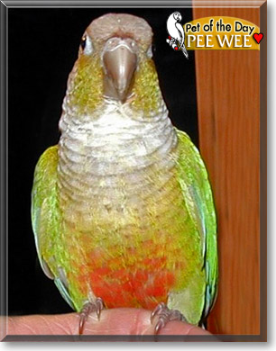 Pee Wee, the Pet of the Day