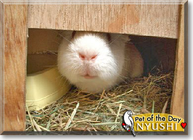 Jackson, the Pet of the Day
