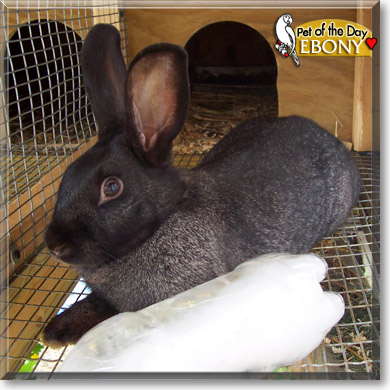 Ebony, the Pet of the Day