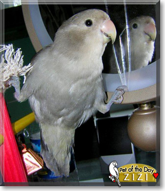 Zizi, the Pet of the Day