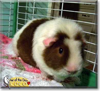 Coco, the Pet of the Day