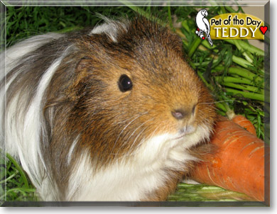 Teddy, the Pet of the Day
