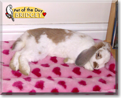 Bridget, the Pet of the Day