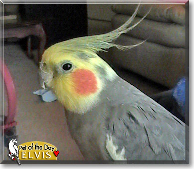 Elvis, the Pet of the Day