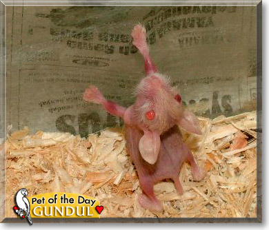 Gundul, the Pet of the Day