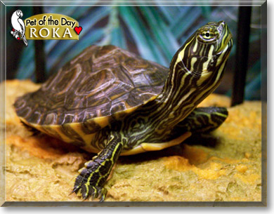 Roka, the Pet of the Day