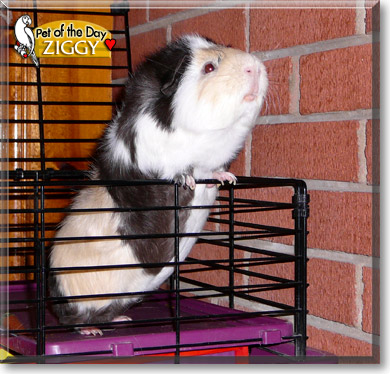 Ziggy, the Pet of the Day Ziggy, the Pet of the Day