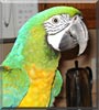 Koo-Koo