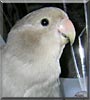 Zizi