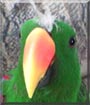 Buddy