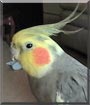 Elvis