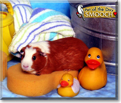 Smooch, the Pet of the Day