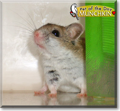 Munchkin, the Pet of the Day