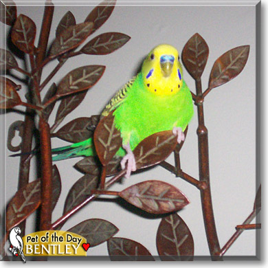 Bentley, the Pet of the Day