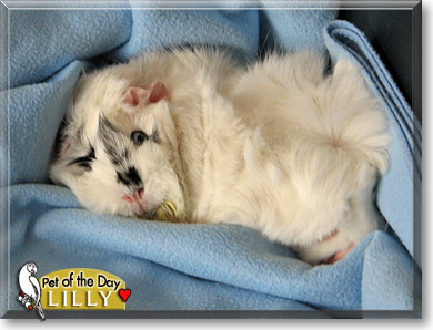 Lilly, the Pet of the Day