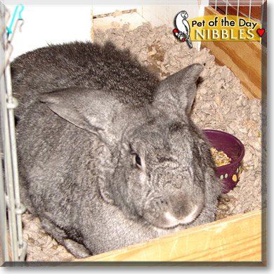 Nibbles, the Pet of the Day