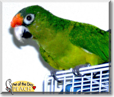 Peach, the Pet of the Day