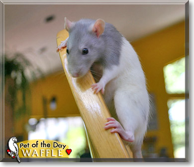 Waffle, the Pet of the Day Waffle, the Pet of the Day