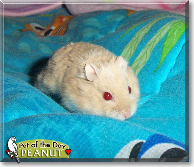 Peanut, the Pet of the Day