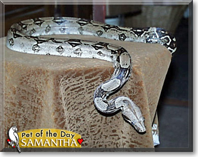Samantha, the Pet of the Day