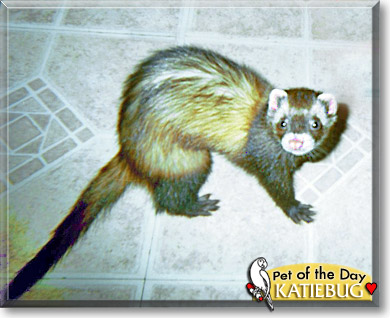 Katiebug, the Pet of the Day