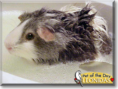 Leonidas, the Pet of the Day