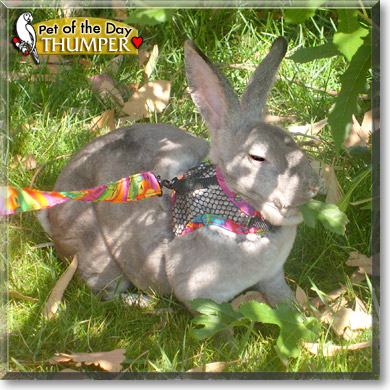 Thumper, the Pet of the Day