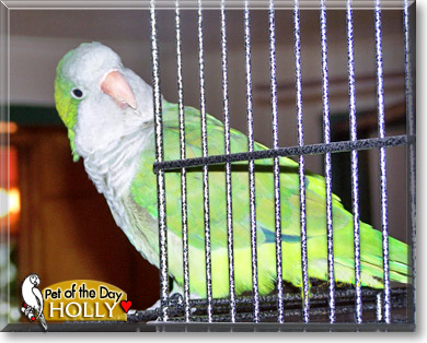 Holly, the Pet of the Day