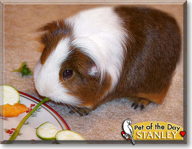 Stanley, the Pet of the Day