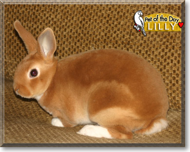 Lilly, the Pet of the Day