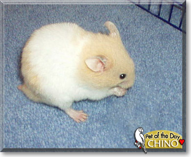 Chino, the Pet of the Day