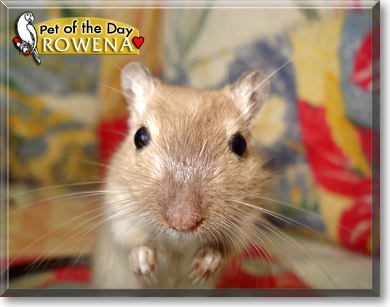 Rowena, the Pet of the Day