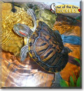 Pickles, the Pet of the Day